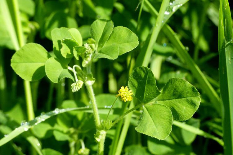 Luzerne lupuline (Medicago lupulina) © Morvan Debroize