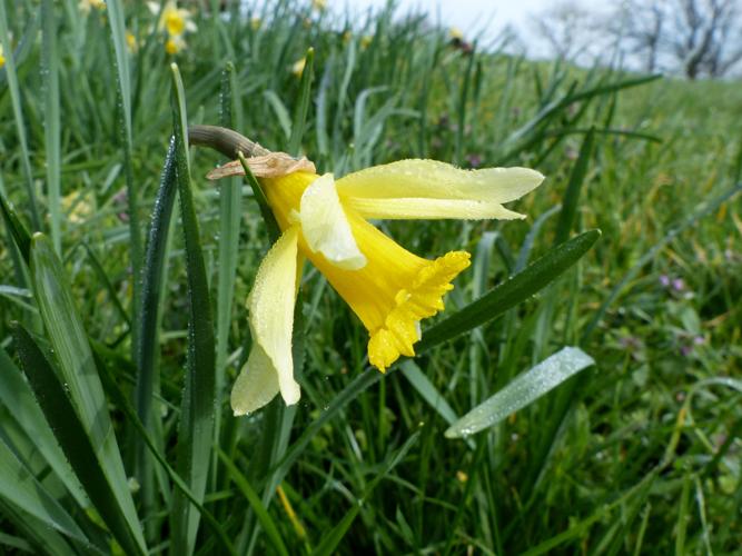 Jonquille des bois (Narcissus pseudonarcissus) © Morvan Debroize