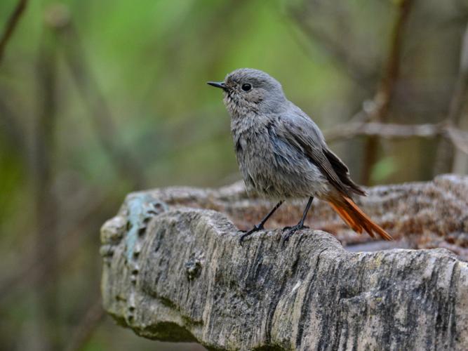 Rougequeue noir (Phoenicurus ochruros) © Christina Bot