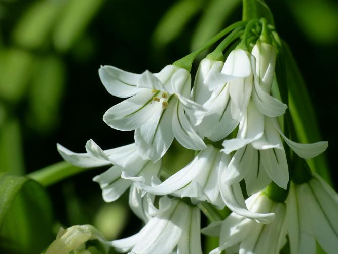 Ail à tige triquètre (Allium triquetrum) © Morvan Debroize