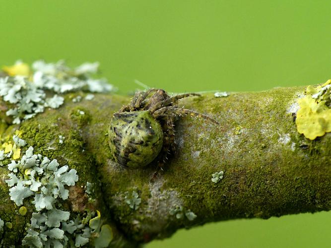 Épeire à bosses (Gibbaranea gibbosa) © Morvan Debroize