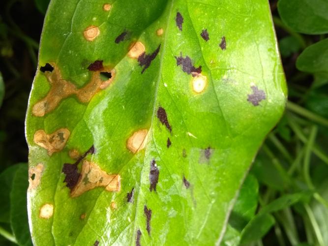 Puccinia sessilis © Adrien Levallet