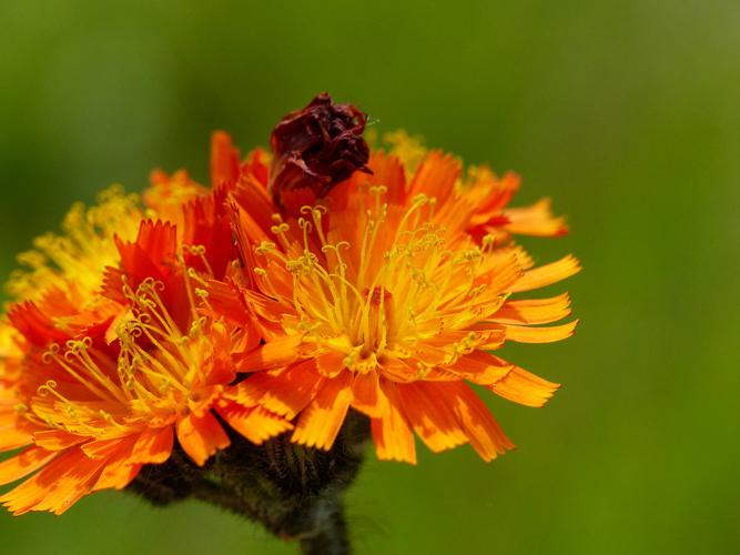 Épervière orangée (Pilosella aurantiaca) © Morvan Debroize