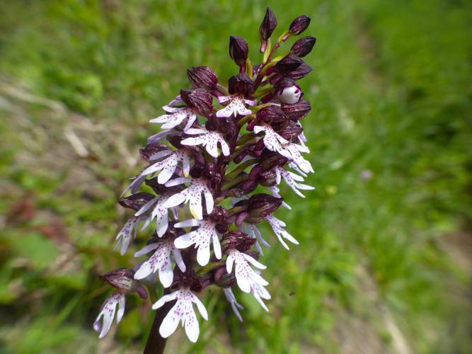 Orchis pourpre (Orchis purpurea) © Morvan Debroize