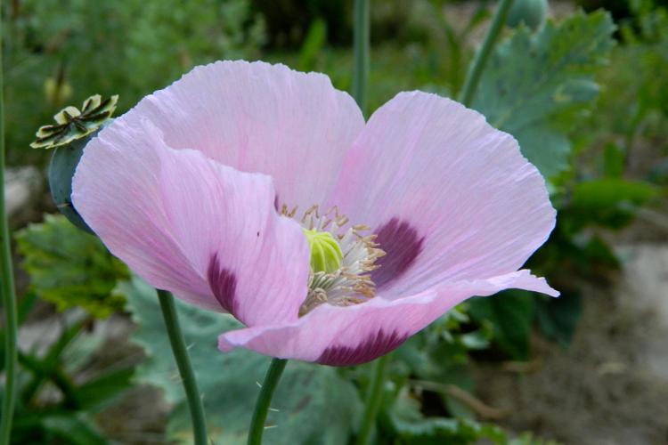 Pavot somnifère (Papaver somniferum) © Morvan Debroize