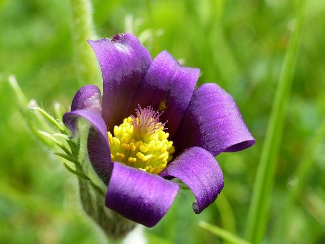 Anémone pulsatille (Anemone pulsatilla) © Morvan Debroize