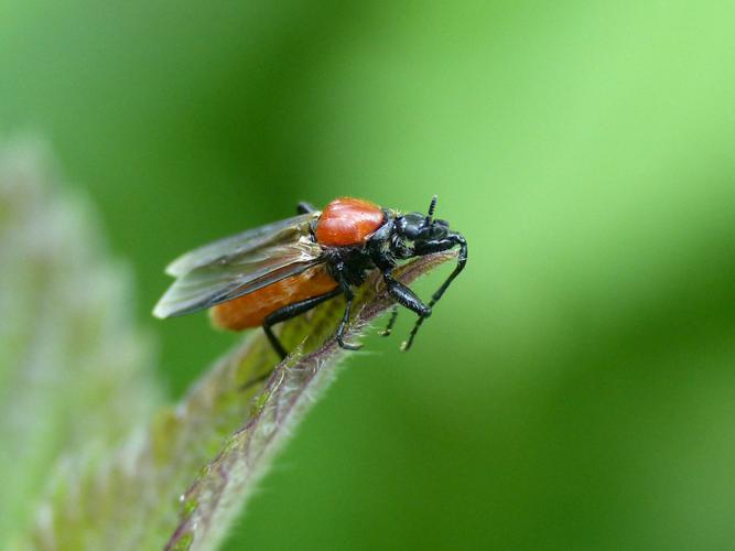 Bibion de Saint-Marc rouge (Bibio hortulanus) © Morvan Debroize