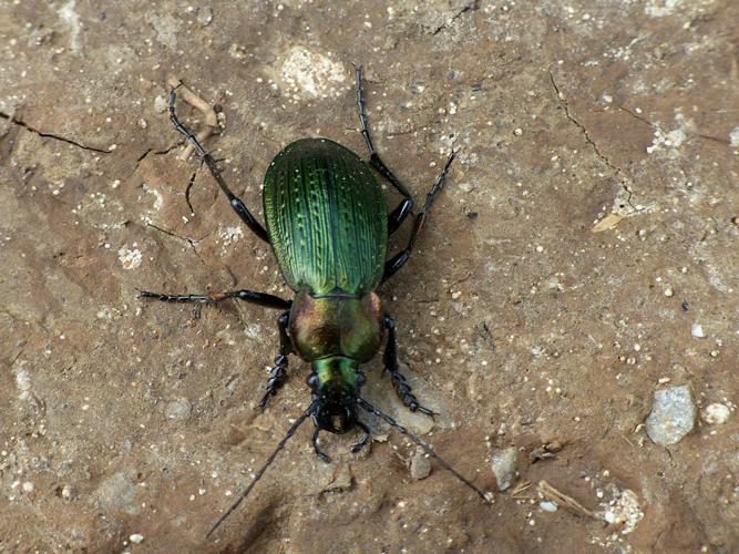 Carabe perlé (Carabus monilis) © Morvan Debroize