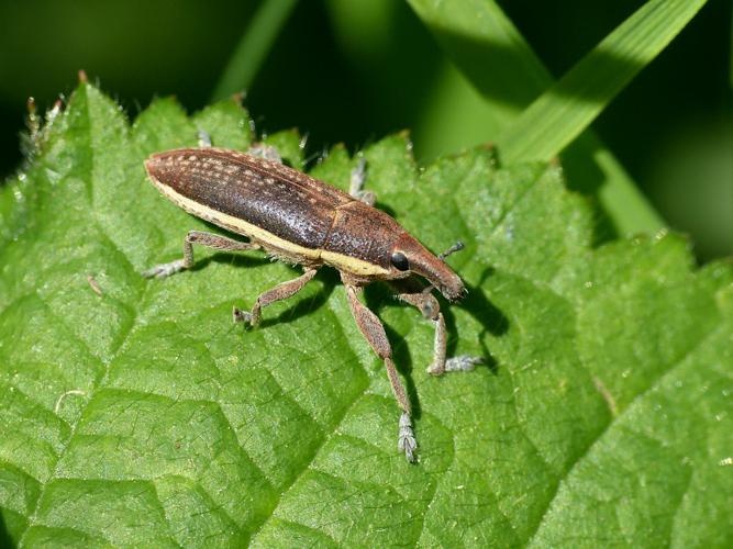 Lixus ochraceus © Morvan Debroize