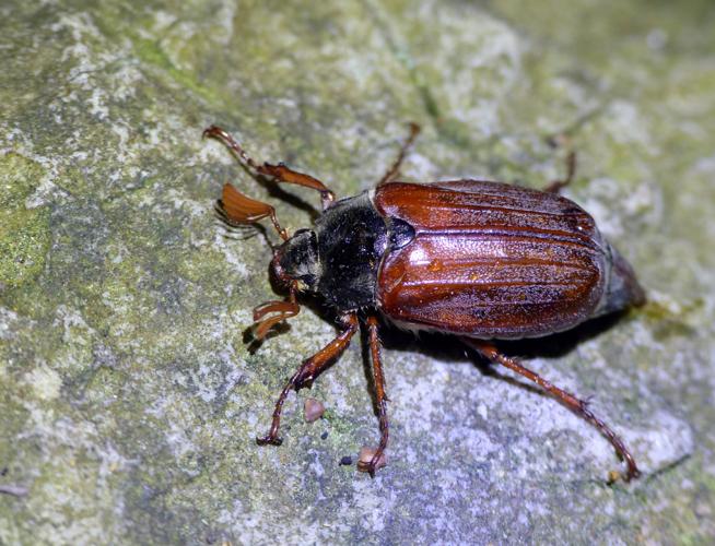 Hanneton commun (Melolontha melolontha) © Morvan Debroize