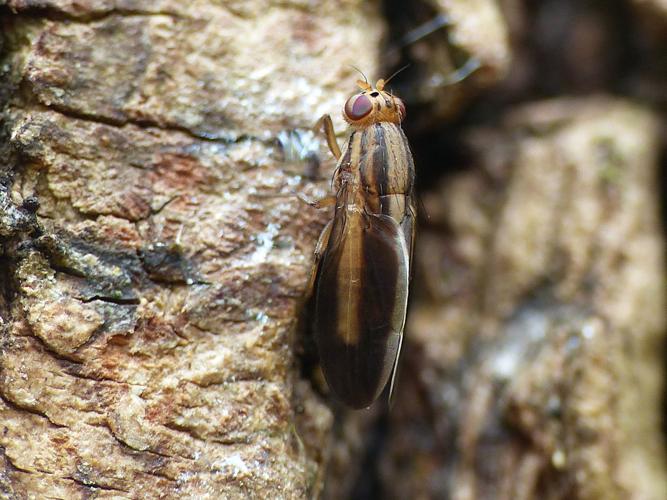 Peplomyza discoidea © Morvan Debroize