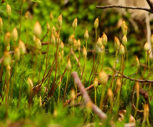 Polytrichum formosum © Anne Mury