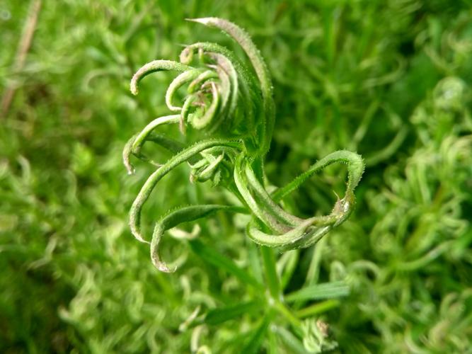 galle sur Galium aparine provoquée par Cecidophyes galii © Adrien Levallet