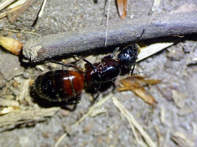 Fourmi ronge-bois (Camponotus ligniperda) © Morvan Debroize
