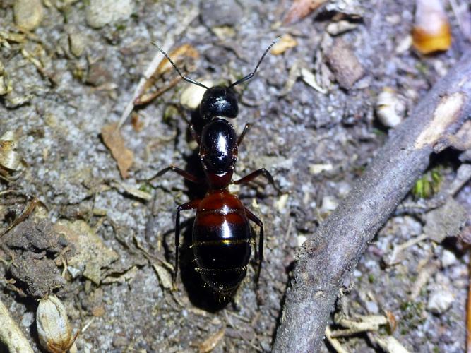 Fourmi ronge-bois (Camponotus ligniperda) &copy; Morvan Debroize