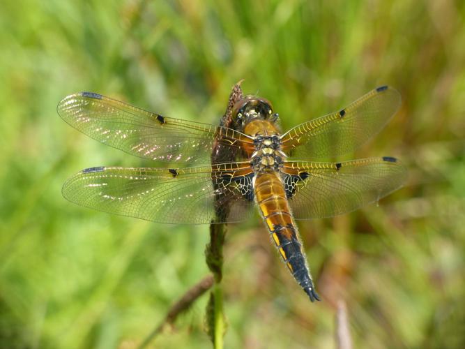 Libellule à quatre taches (Libellula quadrimaculata) © Morvan Debroize