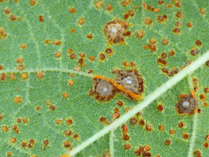 Puccinia malvacearum © Morvan Debroize