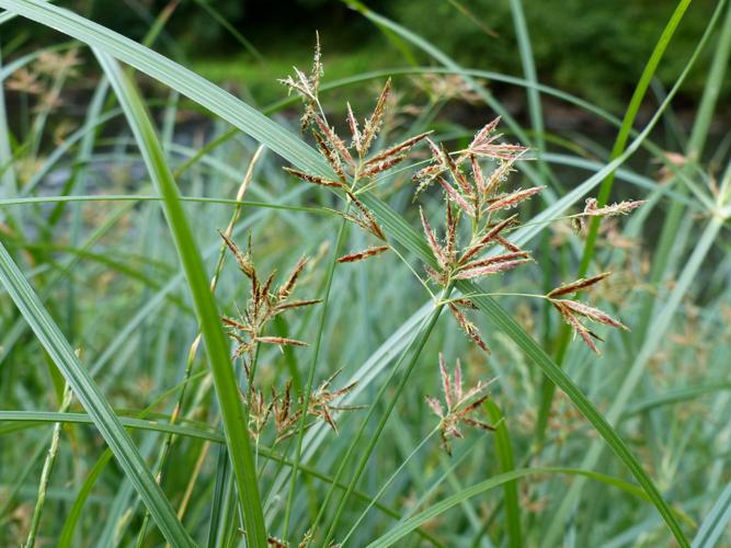 Souchet long (Cyperus longus) © Morvan Debroize