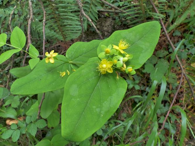 Millepertuis Androsème (Hypericum androsaemum) © Morvan Debroize