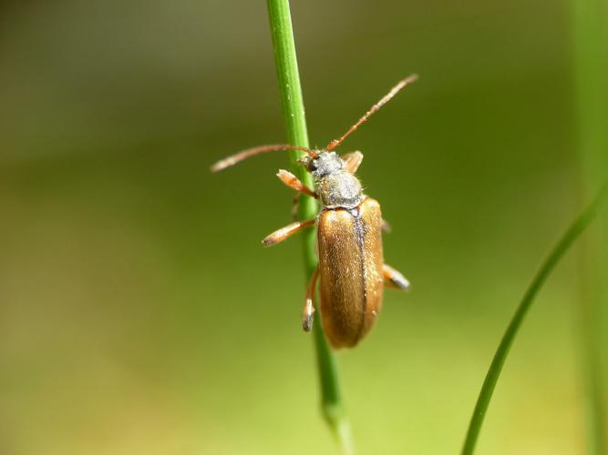 Lepture bossue (Cortodera humeralis) © Morvan Debroize