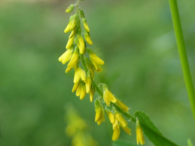 Mélilot élevé (Melilotus altissimus) © Morvan Debroize