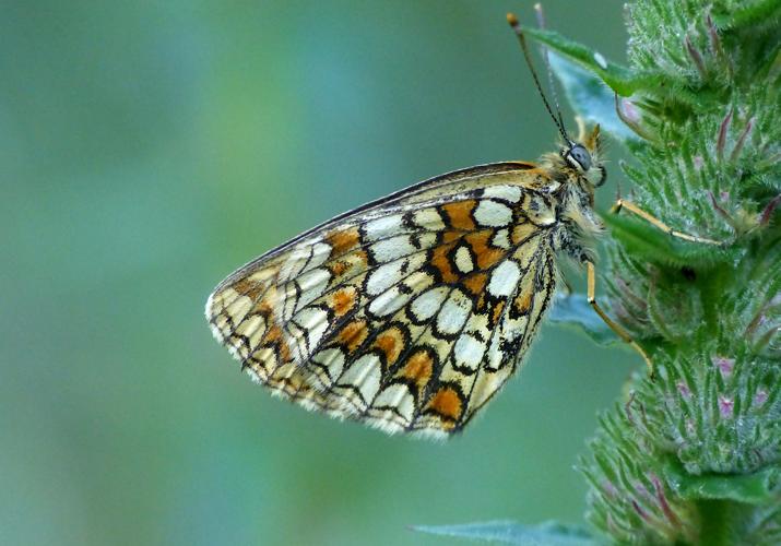 Mélitée du Mélampyre (La) (Melitaea athalia) © Morvan Debroize