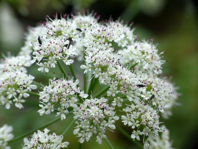 Oenanthe safranée (Oenanthe crocata) © Morvan Debroize