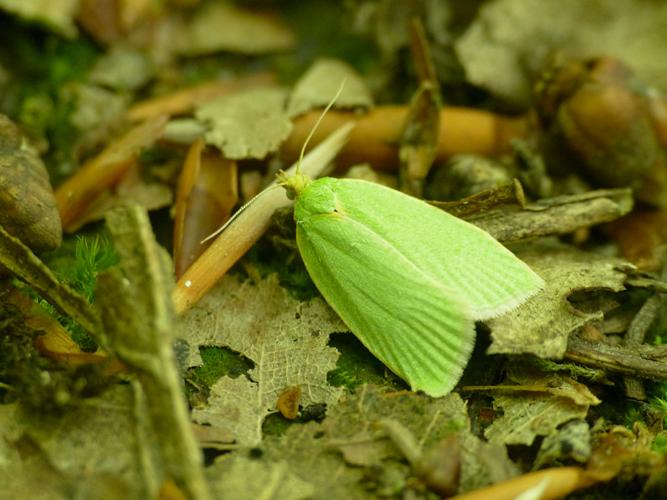 Tortrix viridana © Morvan Debroize