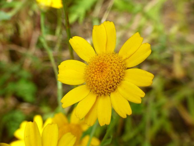 Chrysanthème des moissons (Glebionis segetum) © Morvan Debroize