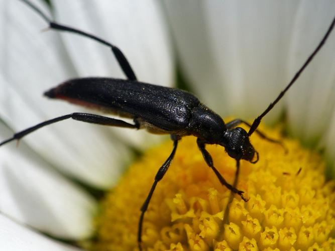 Lepture de Stendhal (Stenurella nigra) © Morvan Debroize