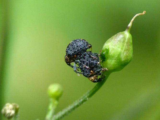 Cionus tuberculosus © Morvan Debroize