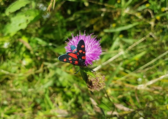 Zygène de la coronille (Zygaena ephialtes) - imago - Sées, Juillet 2024 © Rémi JARDIN - Parc & Géoparc Normandie-Maine