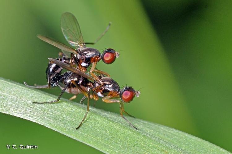 Nemopoda nitidula © C. Quintin