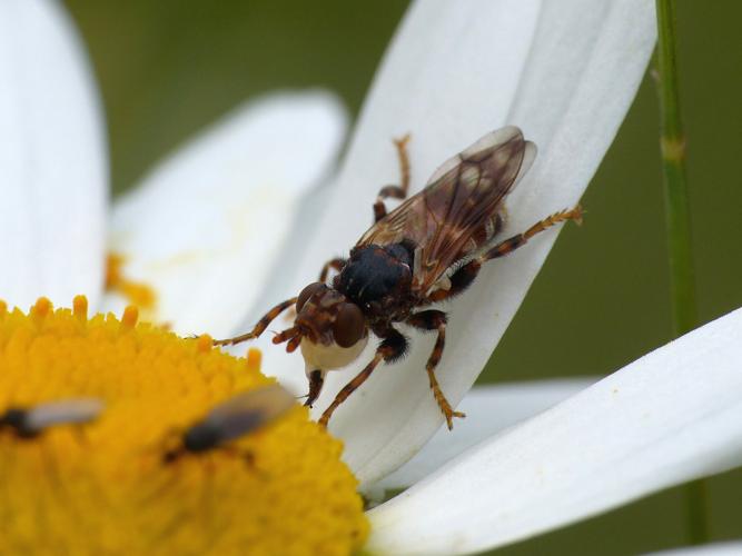 Myopa buccata © Morvan Debroize