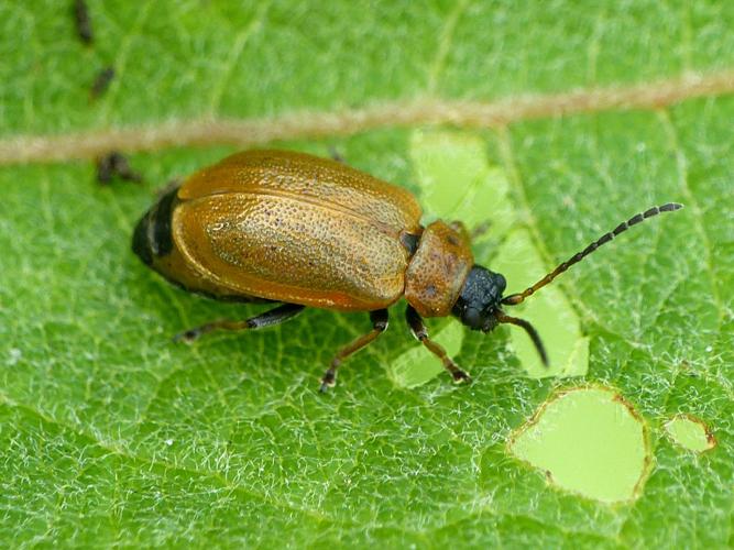 Galérucelle du saule (Lochmaea capreae) © Morvan Debroize