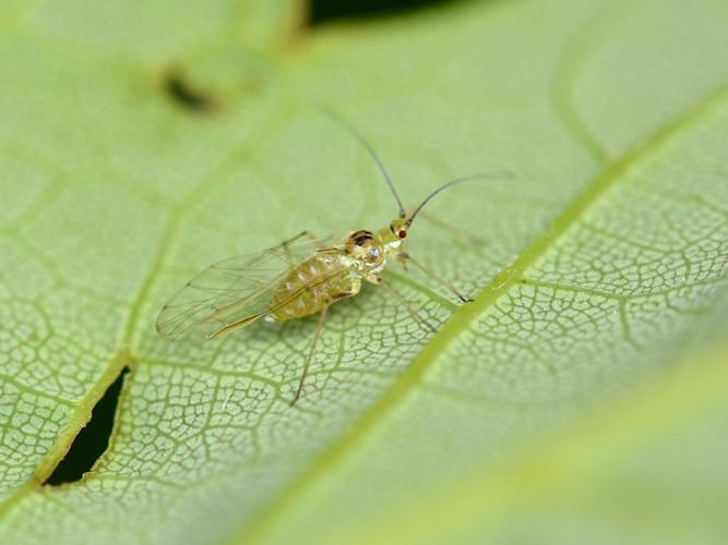 Drepanosiphum platanoidis © Christina Bot