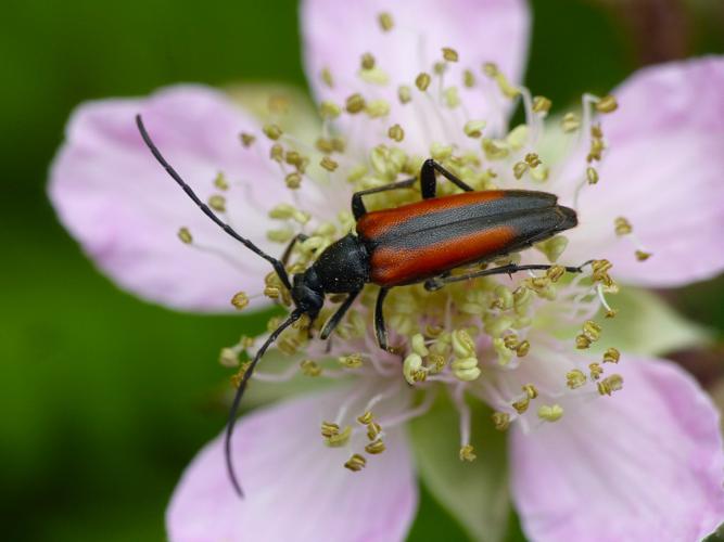 Lepture à poils durs (Stenurella melanura) © Morvan Debroize