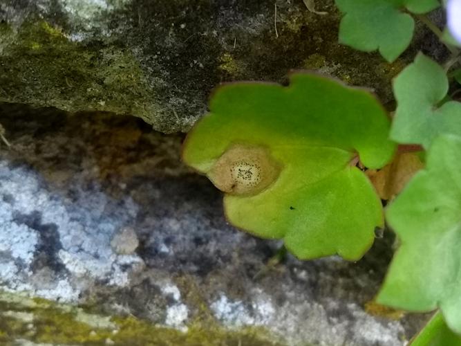 Septoria cymbalariae © Adrien Levallet