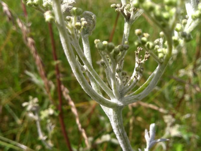 Oïdium de la reine des prés (Podosphaera filipendulae) © Adrien Levallet