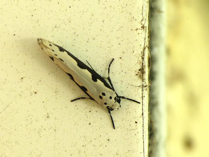 Ethmia bipunctella © Morvan Debroize