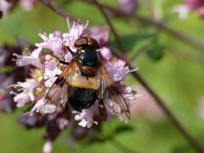 Volucelle transparente (Volucella pellucens) © Morvan Debroize