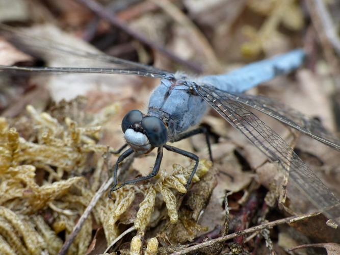 Orthétrum brun (Orthetrum brunneum), mâle © Morvan Debroize