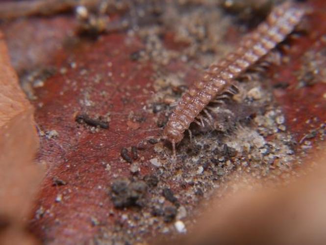 Polydesmus inconstans © Alexis Orion