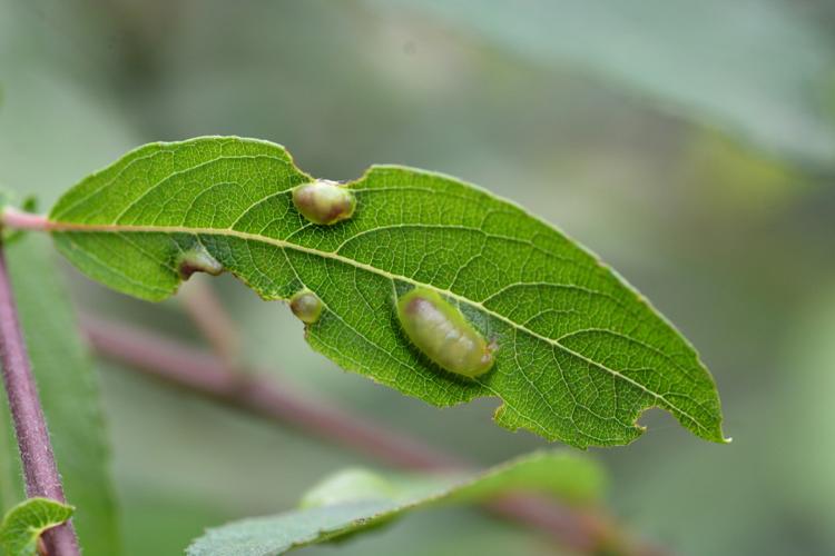 Iteomyia major © Christina Bot