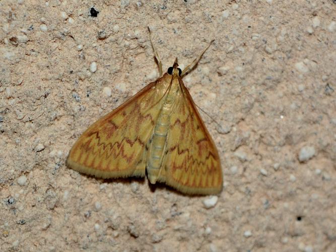 Pyrale du maïs (Ostrinia nubilalis) © Christina Bot