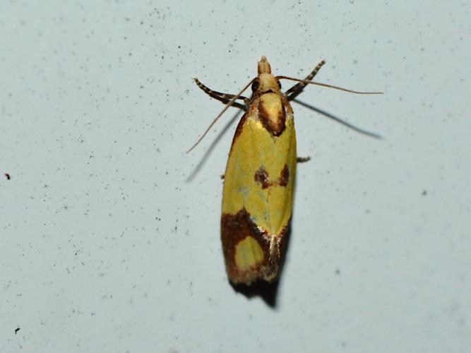 Agapeta zoegana © Christina Bot