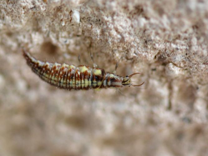 Chrysoperla carnea, larve © Christina Bot