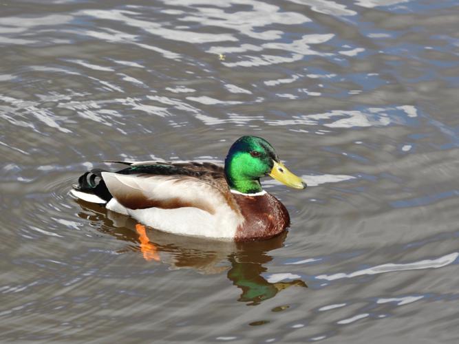 Canard colvert (Anas platyrhynchos), mâle © Sylvain Paillard