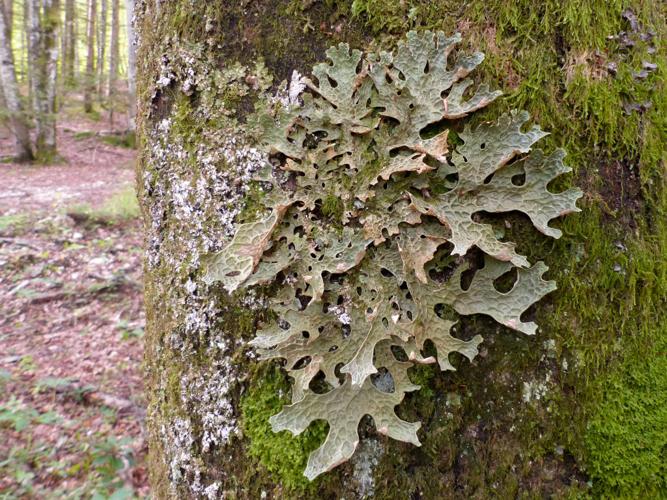 Lobaria pulmonaria © Morvan Debroize