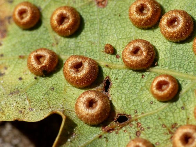 Neuroterus numismalis, galles sur feuille de Quercus sp © Morvan Debroize